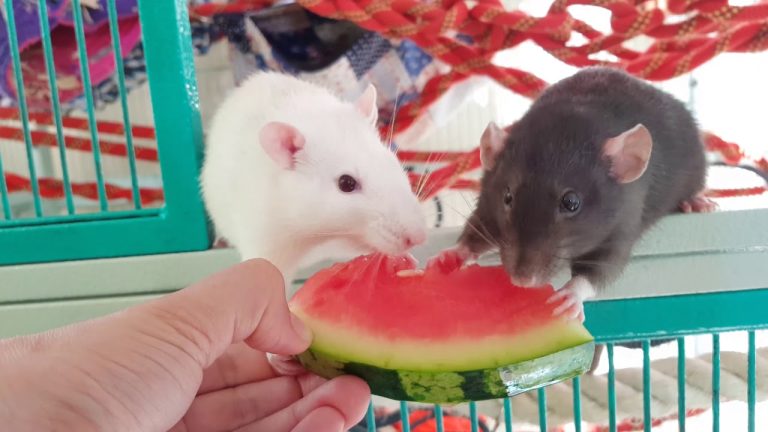 can rats eat watermelon