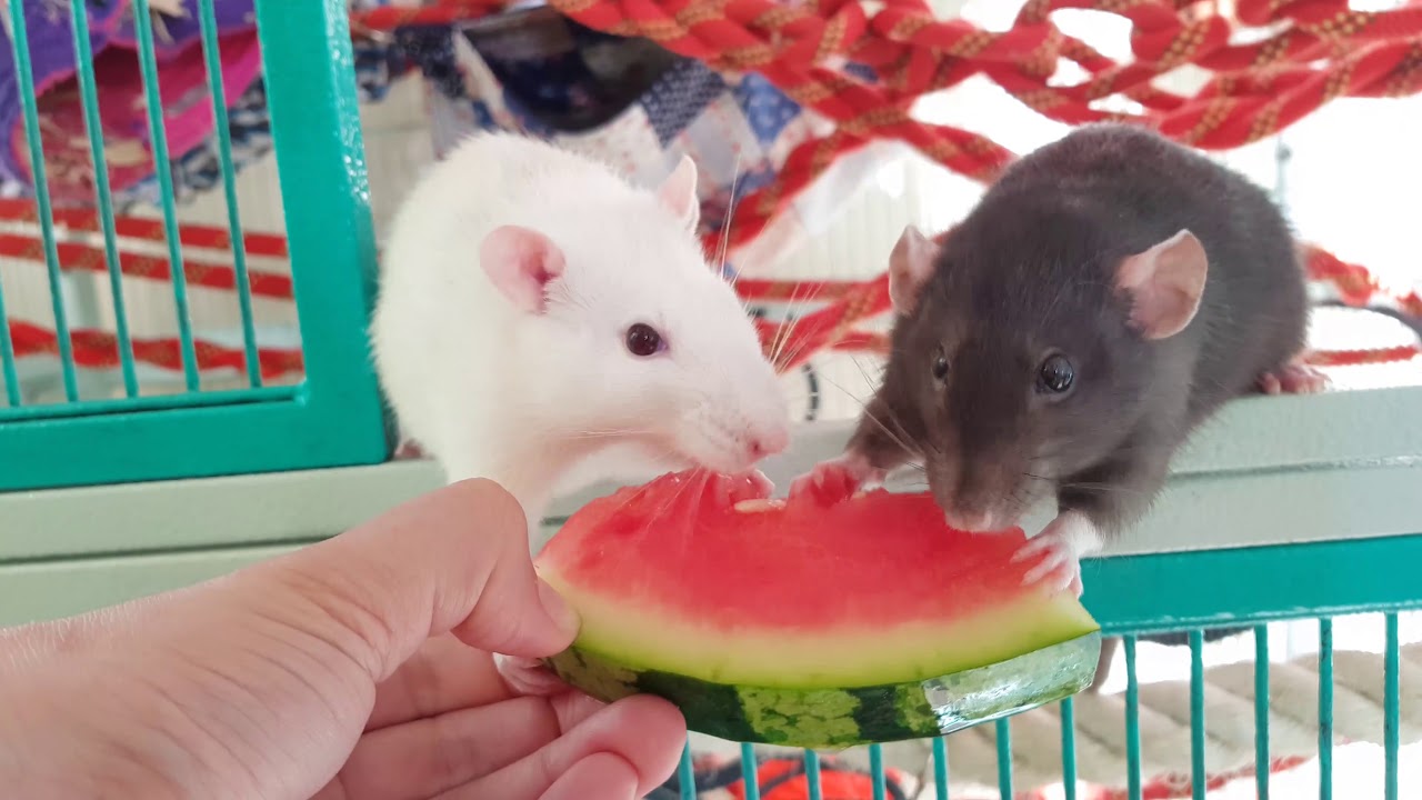 can rats eat watermelon